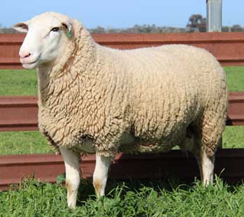 white-suffolk-sheep-ram-1.jpg