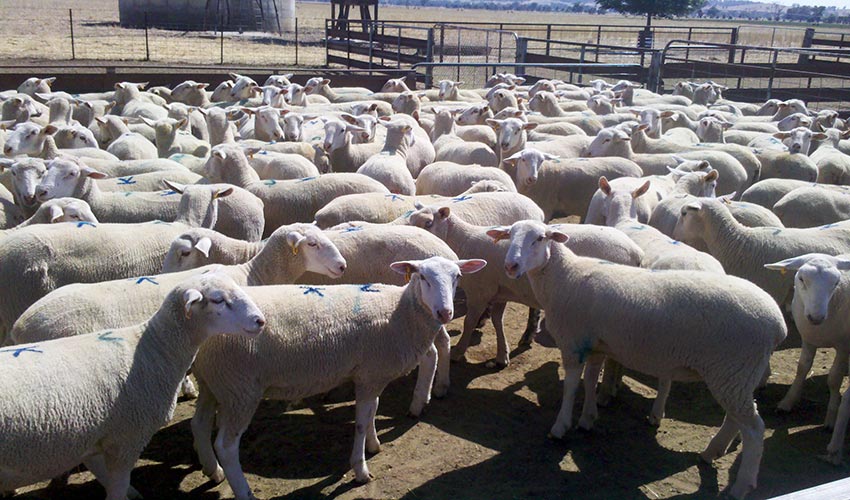 White Suffolk ewe lambs