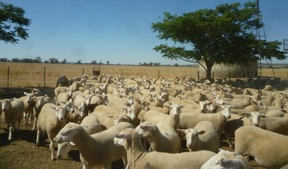 Ewe Lambs FOR SALE