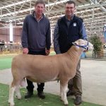 Poll Dorset Ram purchased at the Bendigo Show 2016
