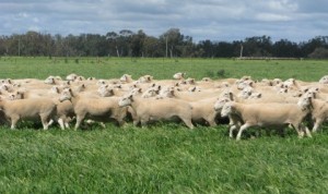 White Suffolk and Poll Dorset rams for sale