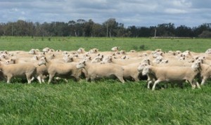 White Suffolk and Poll Dorset rams for sale