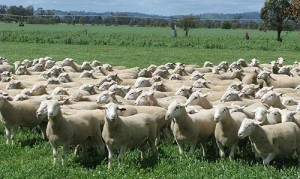 White Suffolk and Poll Dorset Sheep Rams