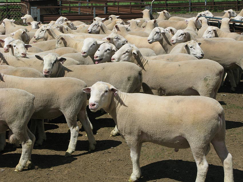 White Suffolk rams and Poll Dorset rams for sale