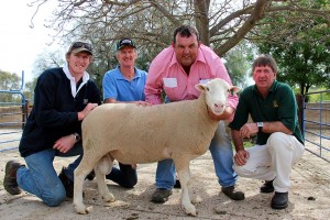 2012 Kismet Stud Annual Ram Sale - White Suffolk and Poll Dorset Rams