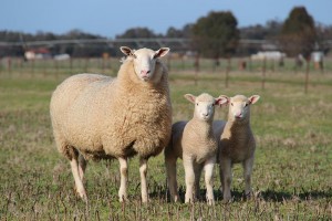 White Suffolk Ewe and lambs