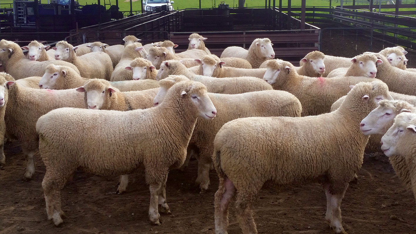 White Suffolk rams for Kismet's 2017 Annual Ram Sale