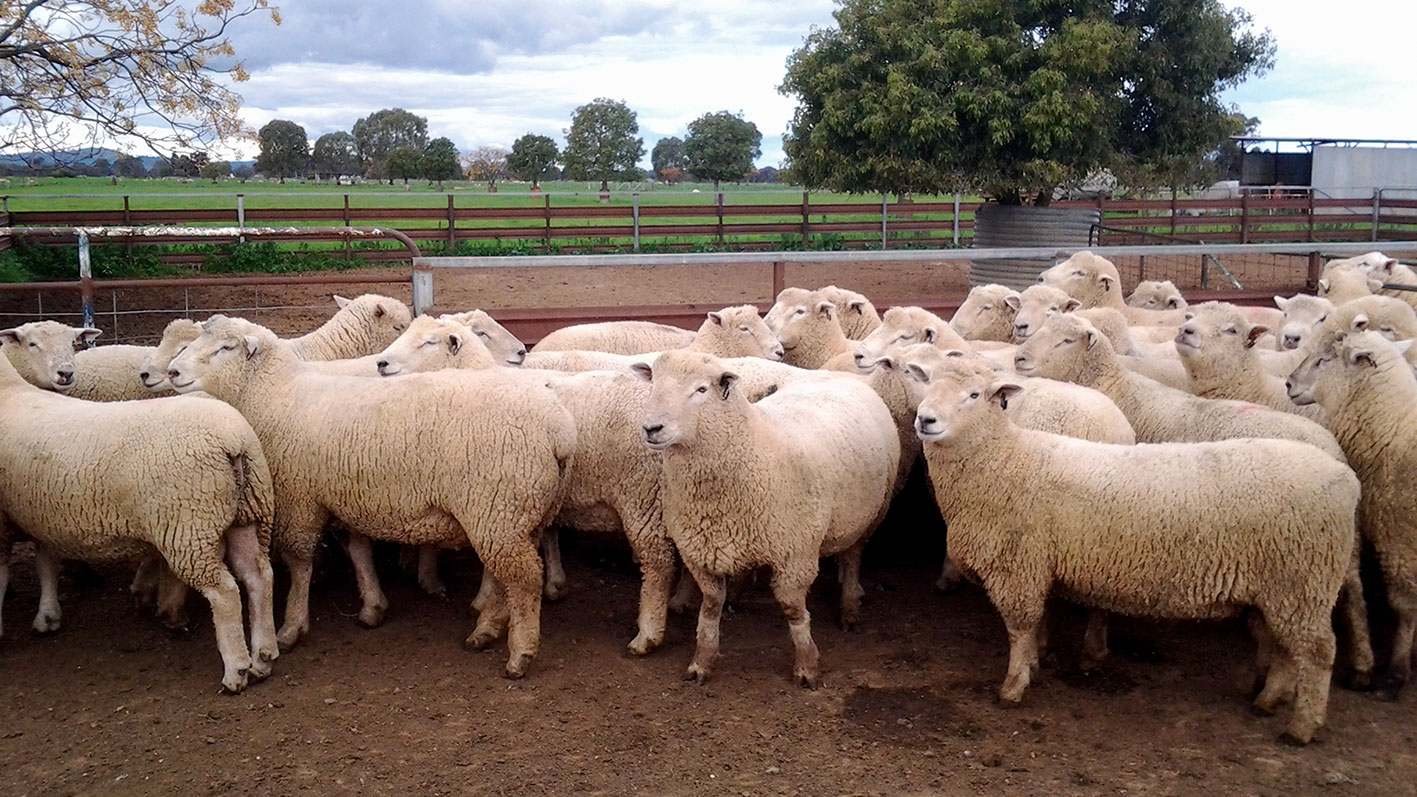 Southdown rams for Kismet's 2017 Annual Ram Sale