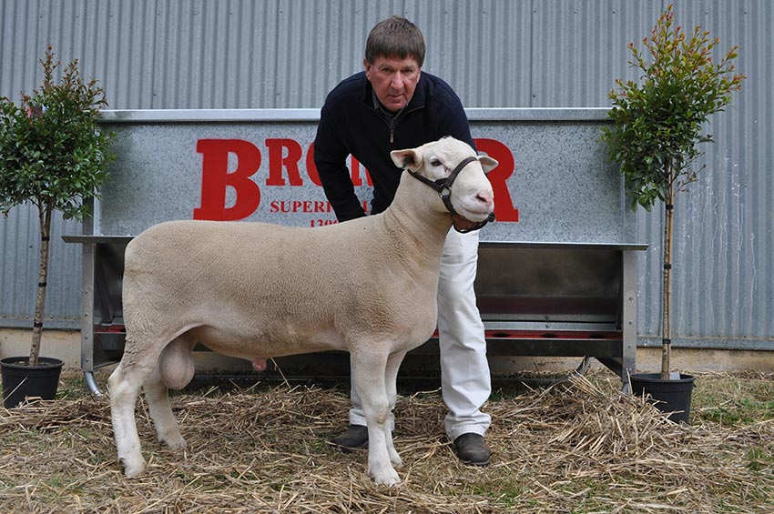 White Suffolk Sheep Ram