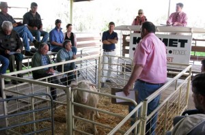 Kismet Stud Annual Ram Sale