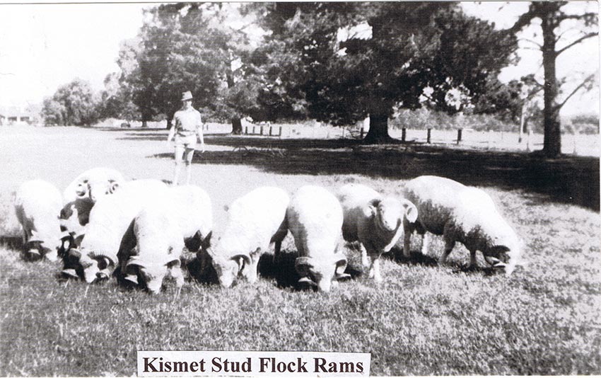 Kismet Stud Flock Rams