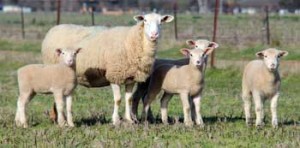 white-suffolk-ewe-lambs