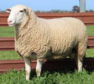 White Suffolk Sheep Ram