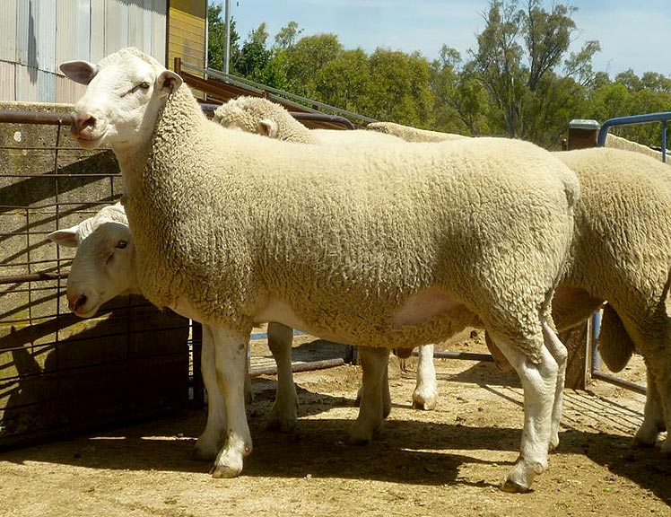 White Suffolk rams for sale