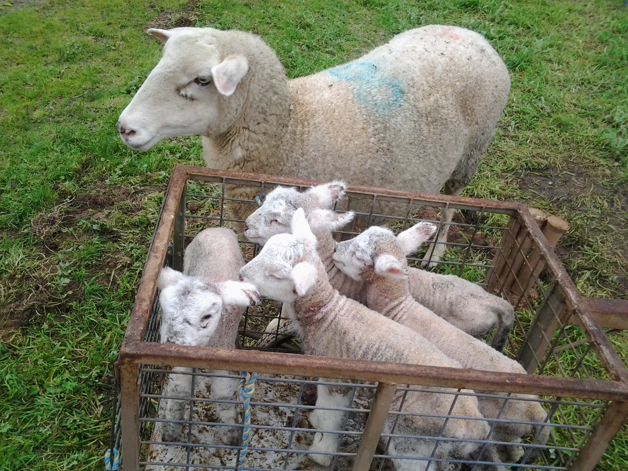 Quadruplet set of white suffolk lambs