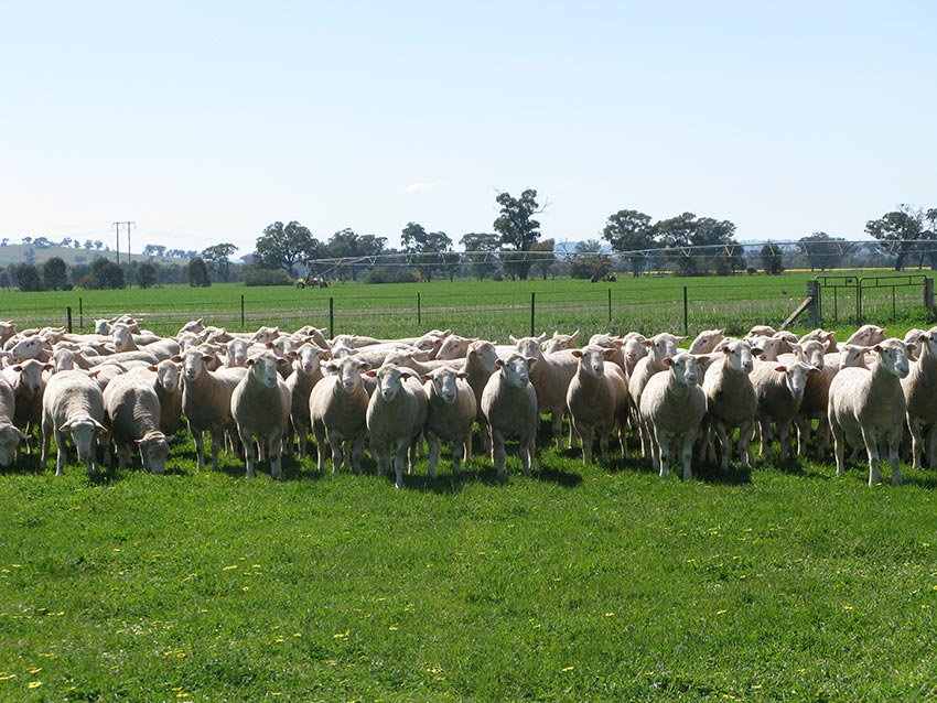 White Suffolk and Poll Dorset rams for 2014 auction