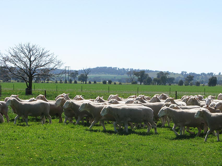 White Suffolk and Poll Dorset rams for 2014 auction