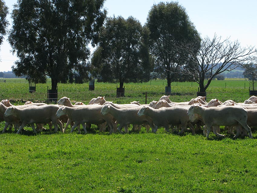 White Suffolk and Poll Dorset rams for 2014 auction