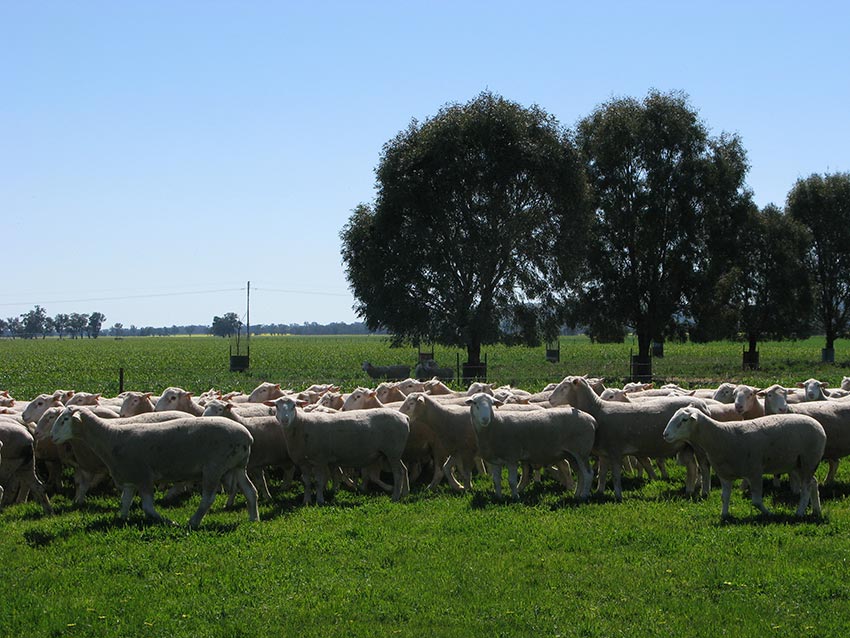 White Suffolk and Poll Dorset rams for 2014 auction