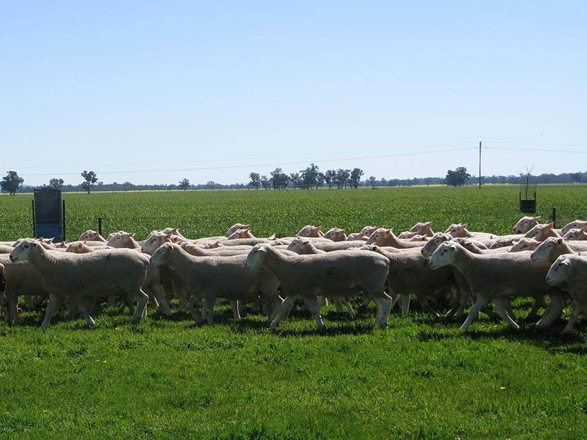 White Suffolk and Poll Dorset rams for 2014 auction