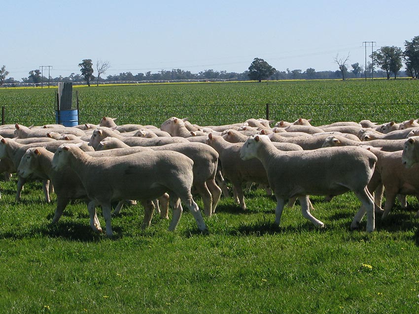 White Suffolk and Poll Dorset rams for 2014 auction