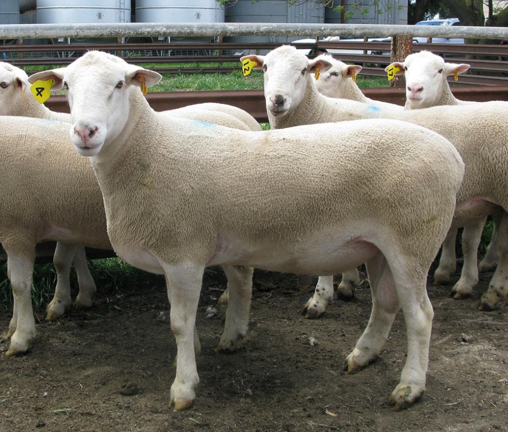 Kismet Stud 2014 ram sale top buy