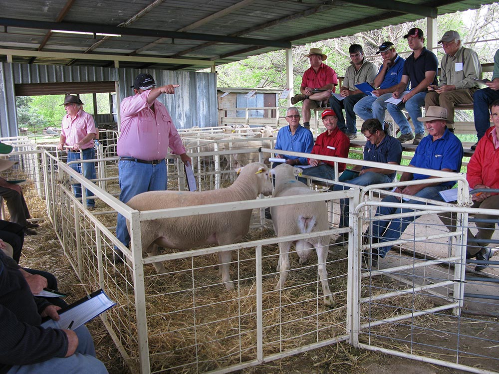 Kismet Stud Ram Sale 2014 - White Suffolks and Poll Dorset rams