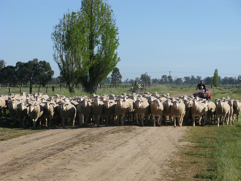 Kismet Stud Ram Sale 2014 - White Suffolks and Poll Dorset rams