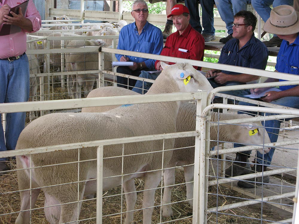 Kismet Stud Ram Sale 2014 - White Suffolks and Poll Dorset rams