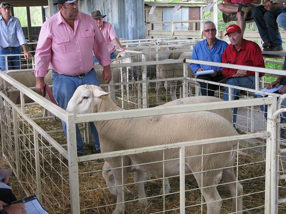 Kismet Stud Ram Sale 2014 - White Suffolks and Poll Dorset rams