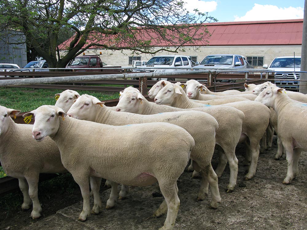 Kismet Stud Ram Sale 2014 - White Suffolks and Poll Dorset rams