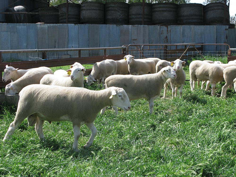 Kismet Stud Ram Sale 2014 - White Suffolks and Poll Dorset rams