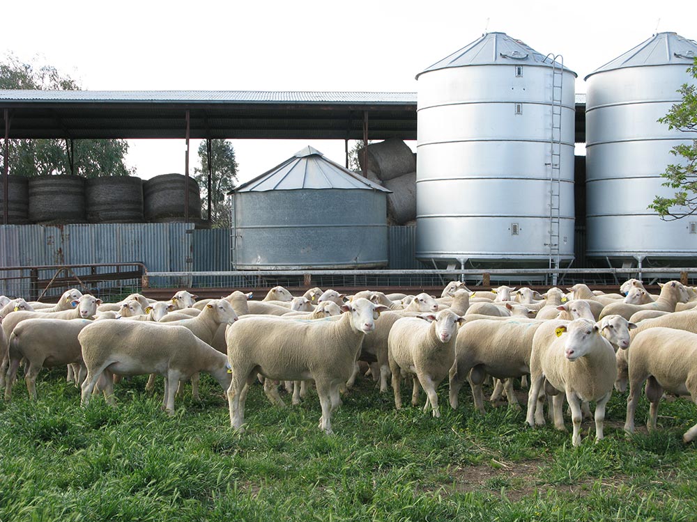 Kismet Stud Ram Sale 2014 - White Suffolks and Poll Dorset rams