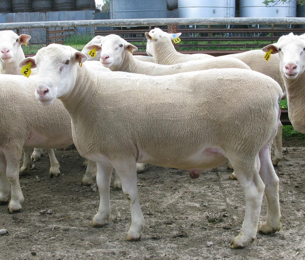 Kismet Stud 2014 ram sale top buy