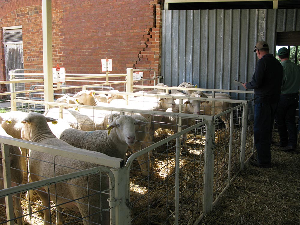 Kismet Stud Ram Sale 2014 - White Suffolks and Poll Dorset rams