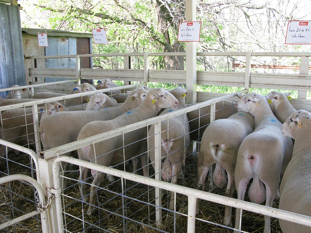 Kismet Stud Ram Sale 2014 - White Suffolks and Poll Dorset rams