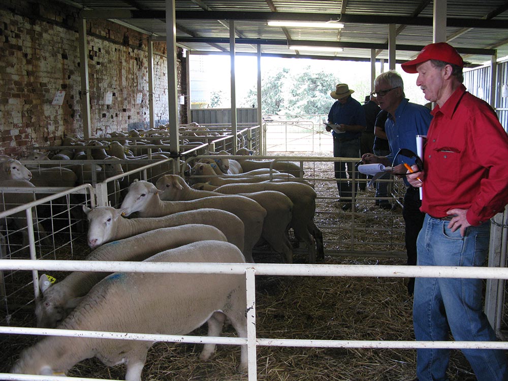 Kismet Stud Ram Sale 2014 - White Suffolks and Poll Dorset rams