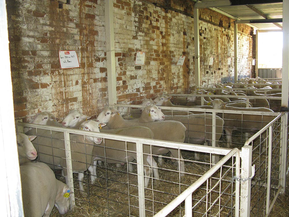 Kismet Stud Ram Sale 2014 - White Suffolks and Poll Dorset rams