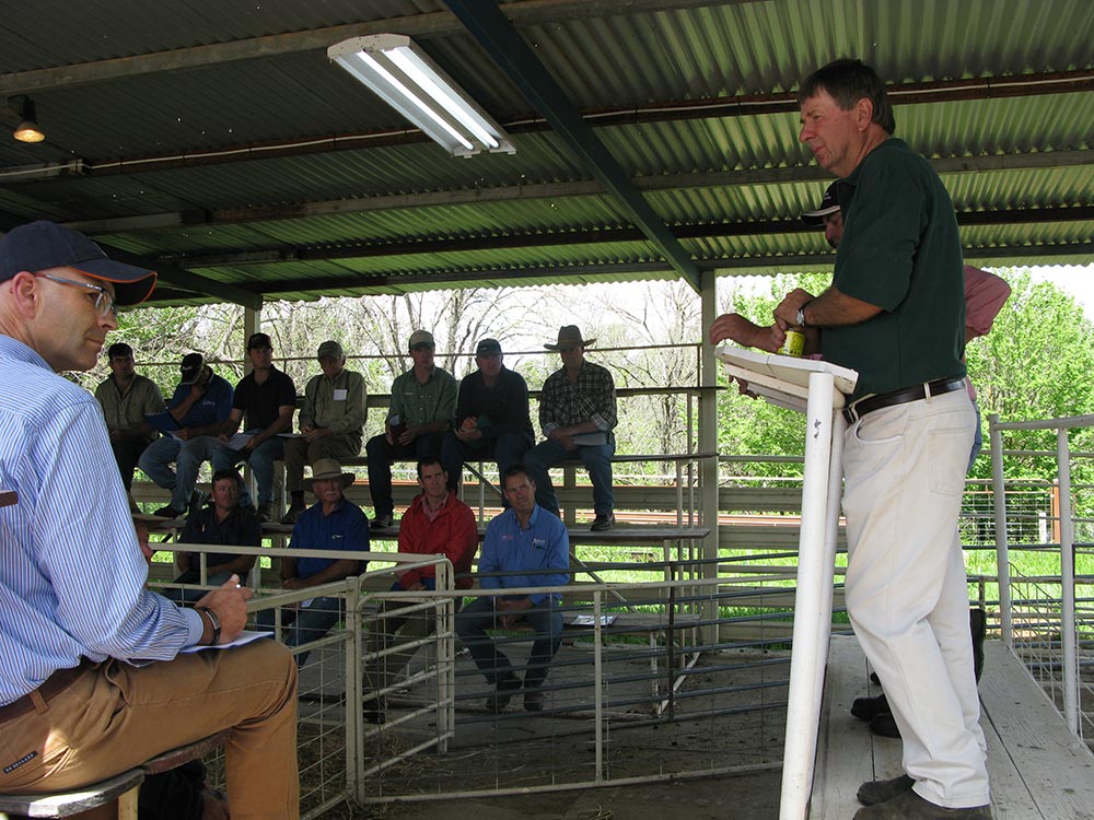 Kismet Stud Ram Sale 2014 - White Suffolks and Poll Dorset rams