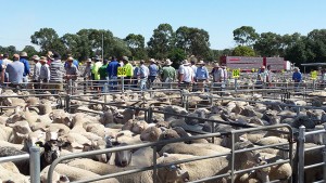 Corowa markets top price