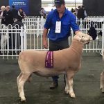 White Suffolk ram purchased from Kurralea