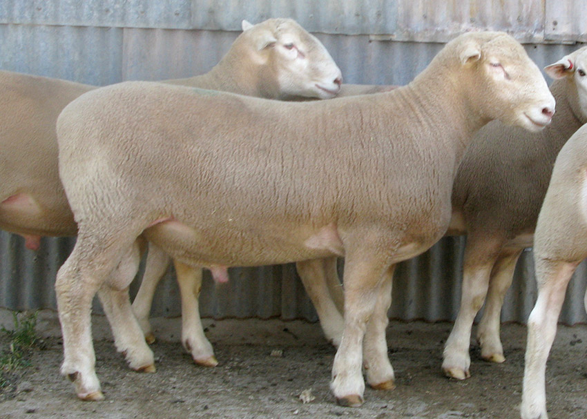 Poll Dorset rams for sale