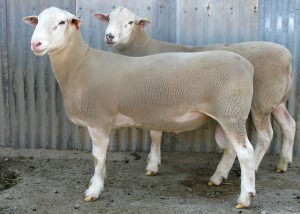 White Suffolk ram tag no. 140230