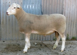 White Suffolk ram tag no. 140562