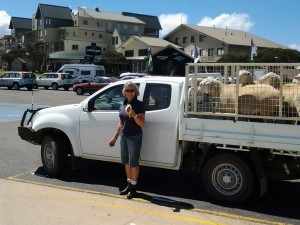 Delivering rams to Omeo