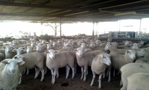 White Suffolk ewe lambs sold to client in SA