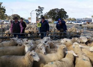 2nd top price at Corowa Sheep Sales