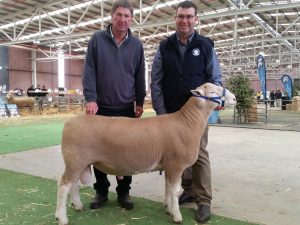 Poll Dorset Ram purchased at the Bendigo Show 2016