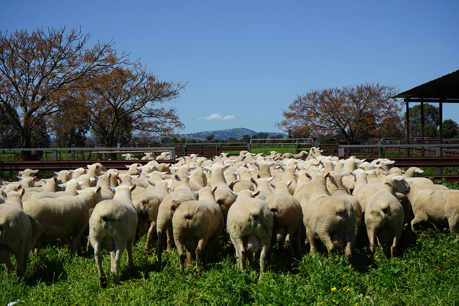 White Suffolk rams for the 2016 Annual Ram Sale