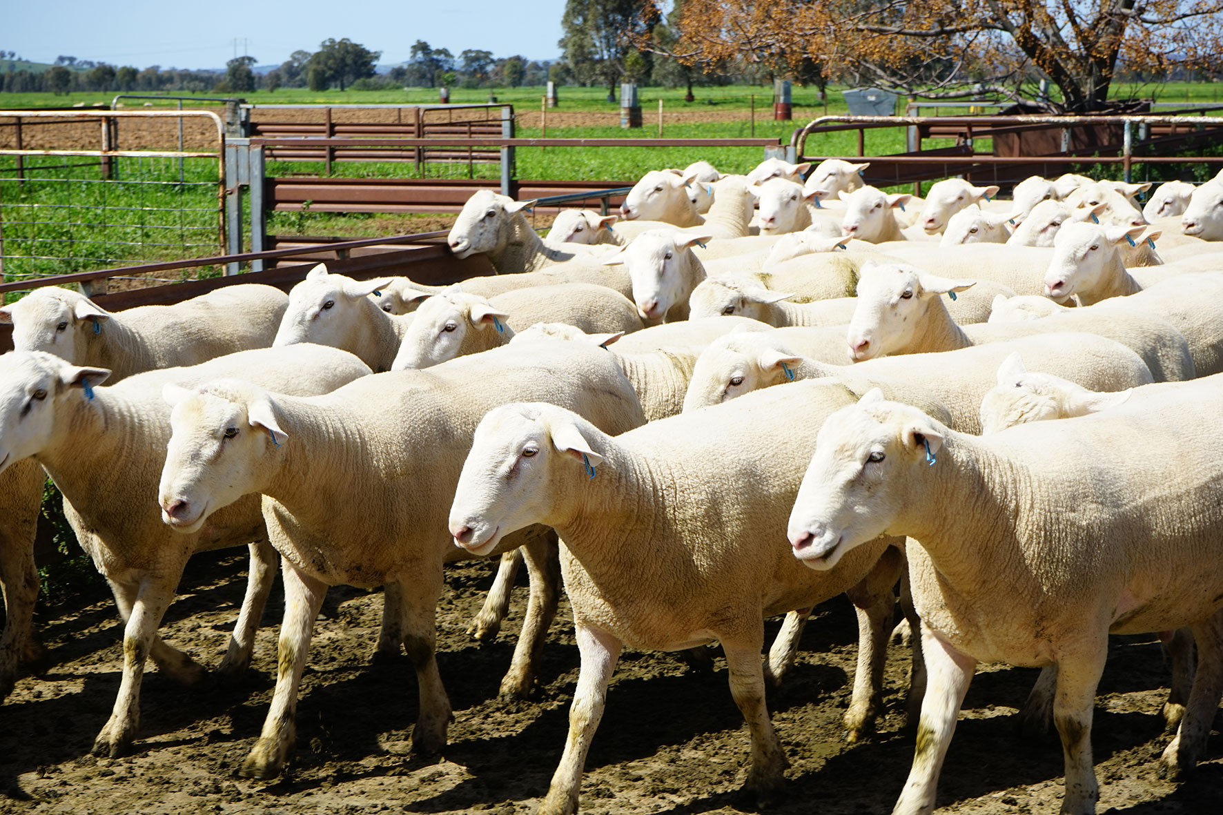 White Suffolk rams and Poll Dorset rams for sale